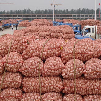 紫蒜营养价值高获得市场认可，需求量大增