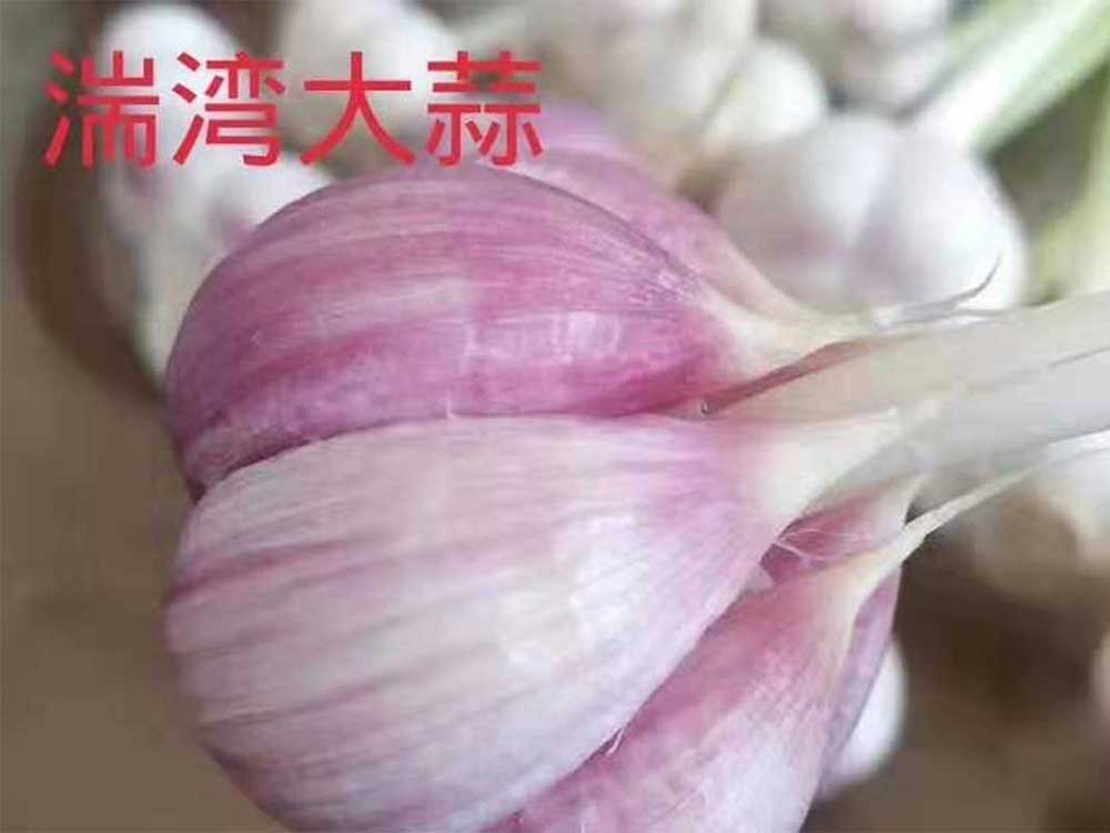 湍湾紫蒜